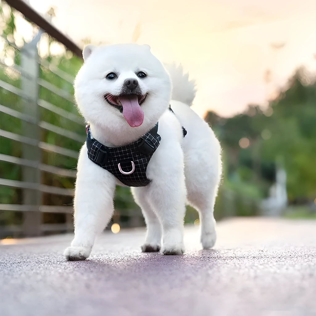 Light purple dog chest harness with integrated LED light, showing adjustable nylon straps and buckle.