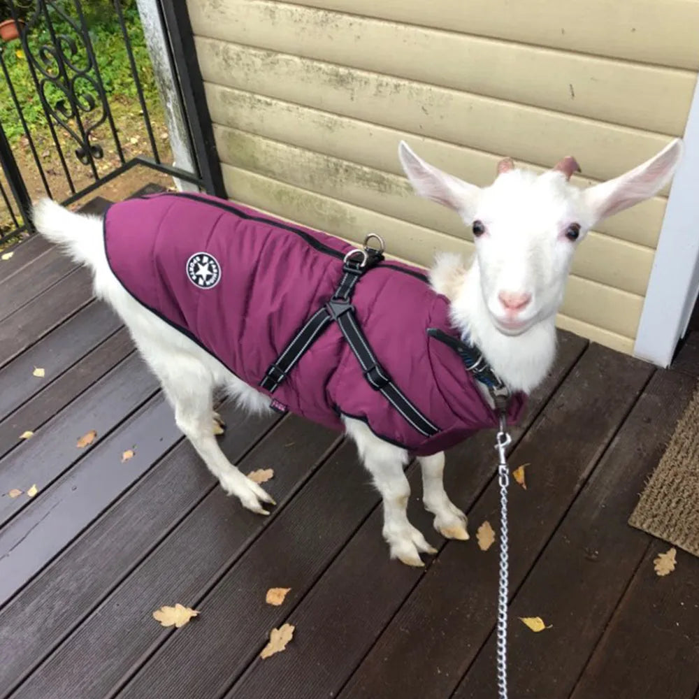 Red waterproof dog coat with integrated harness on a Labrador retriever