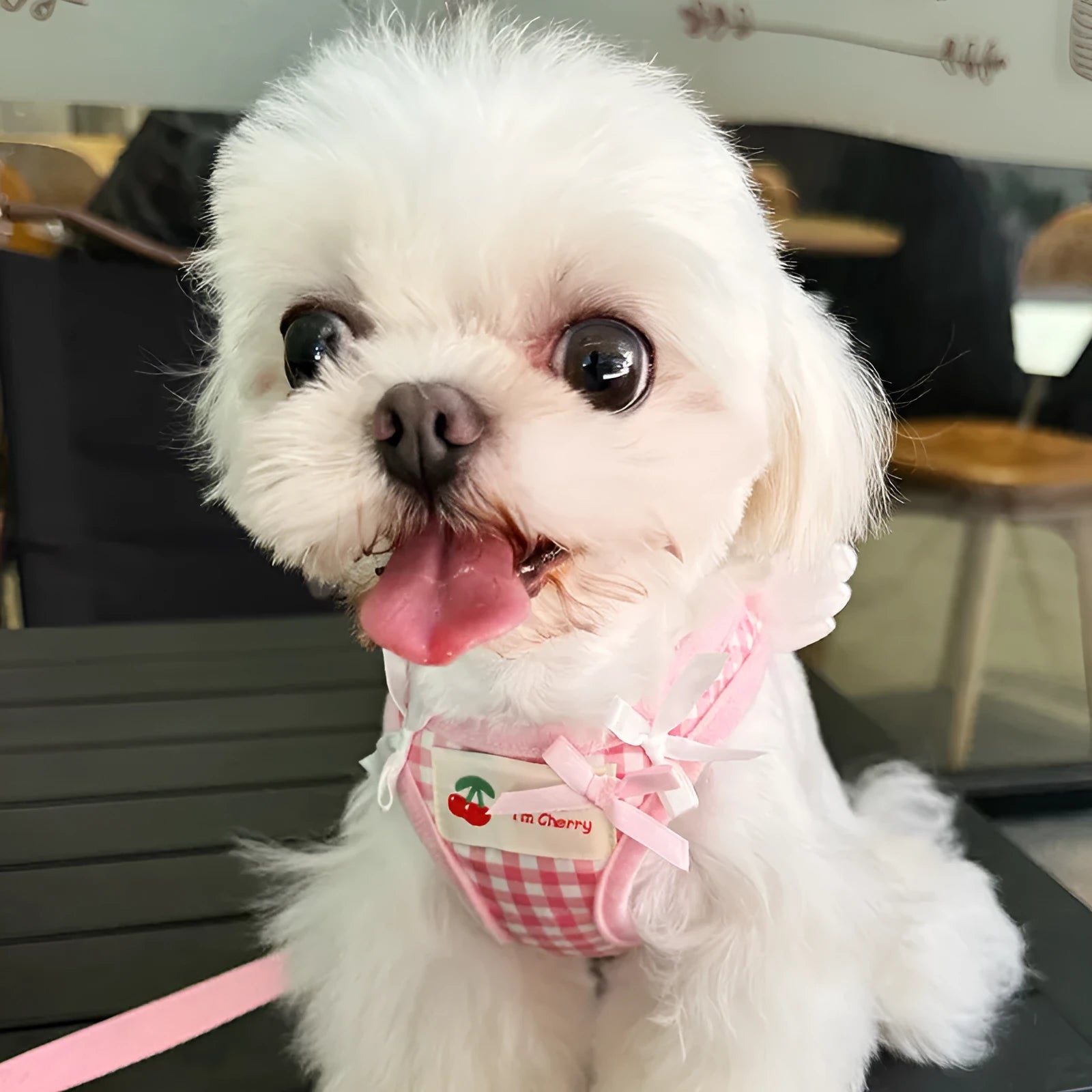 Small dog harness with chest and back attachments and cotton hand-holding rope in pink or black colours