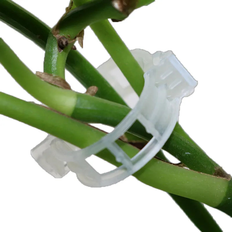 Pack of 50 plastic tomato plant grafting clips for garden use.