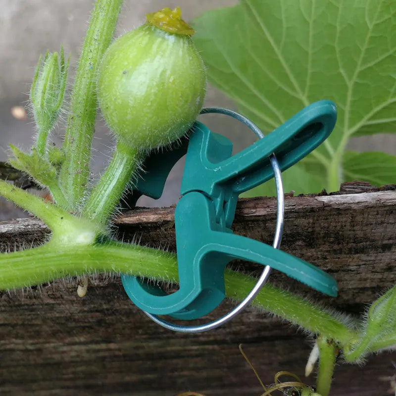 Green plastic and zinc plant fixing clips for large and small climbing plants like tomatoes and beans.