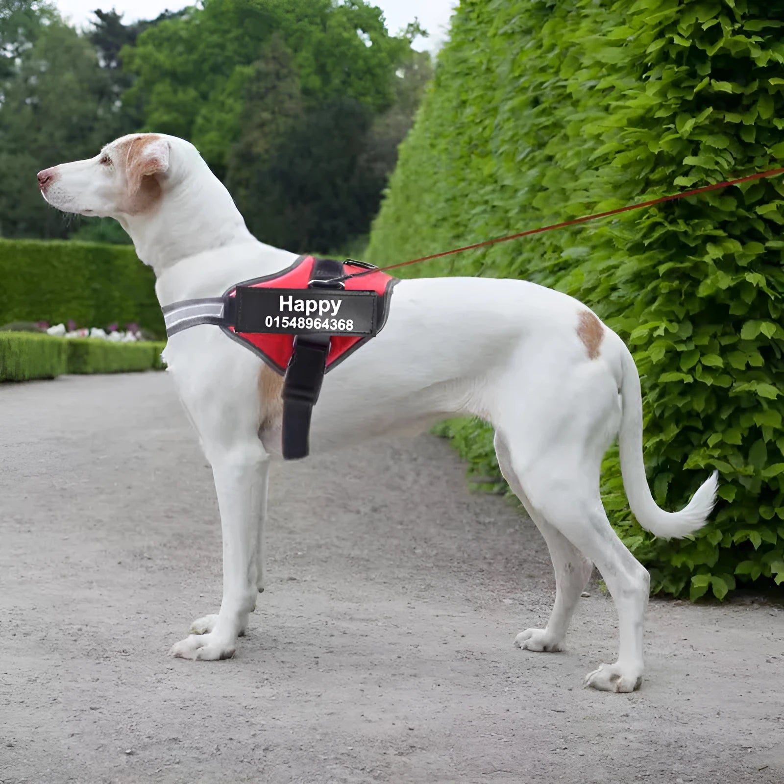 A reflective adjustable no-pull dog harness in a vest style, shown on a dog with a personalised patch.