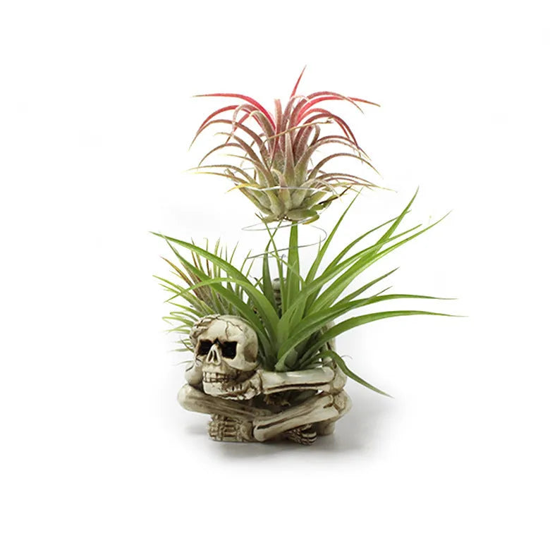 Gothic skull design resin bracket holding Tillandsia air plant with 7x8x12.5cm dimensions