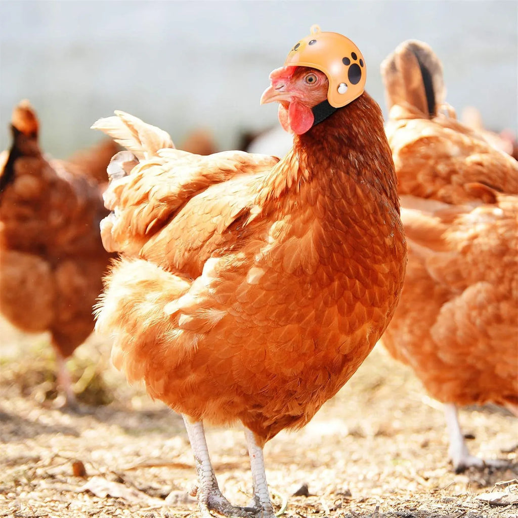 Adjustable pet safety helmet for small chickens and birds with sponge lining