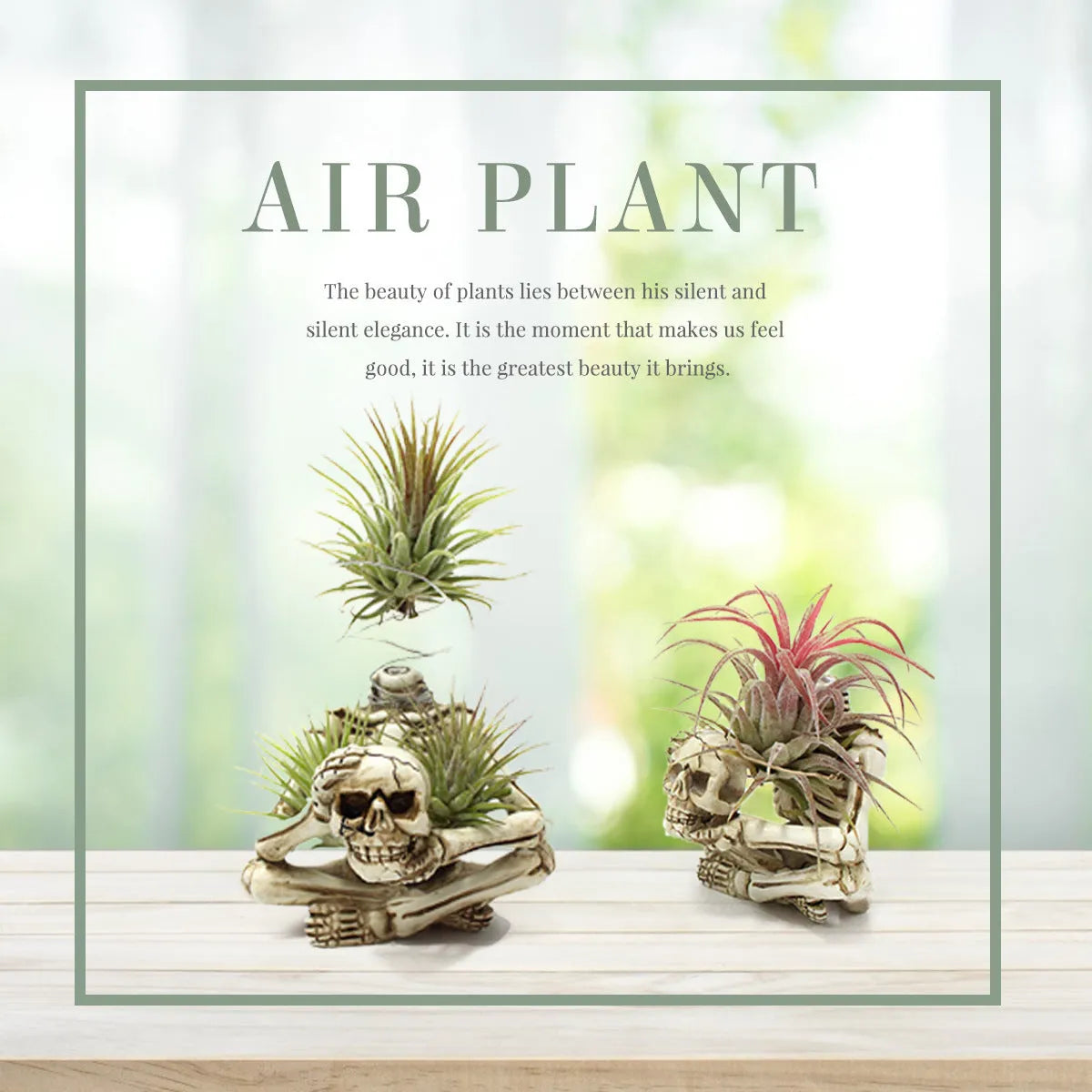 Gothic skull design resin bracket holding Tillandsia air plant with 7x8x12.5cm dimensions