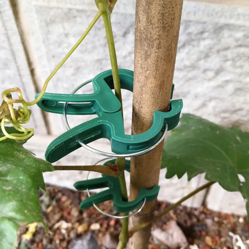 Green plastic and zinc plant fixing clips for large and small climbing plants like tomatoes and beans.