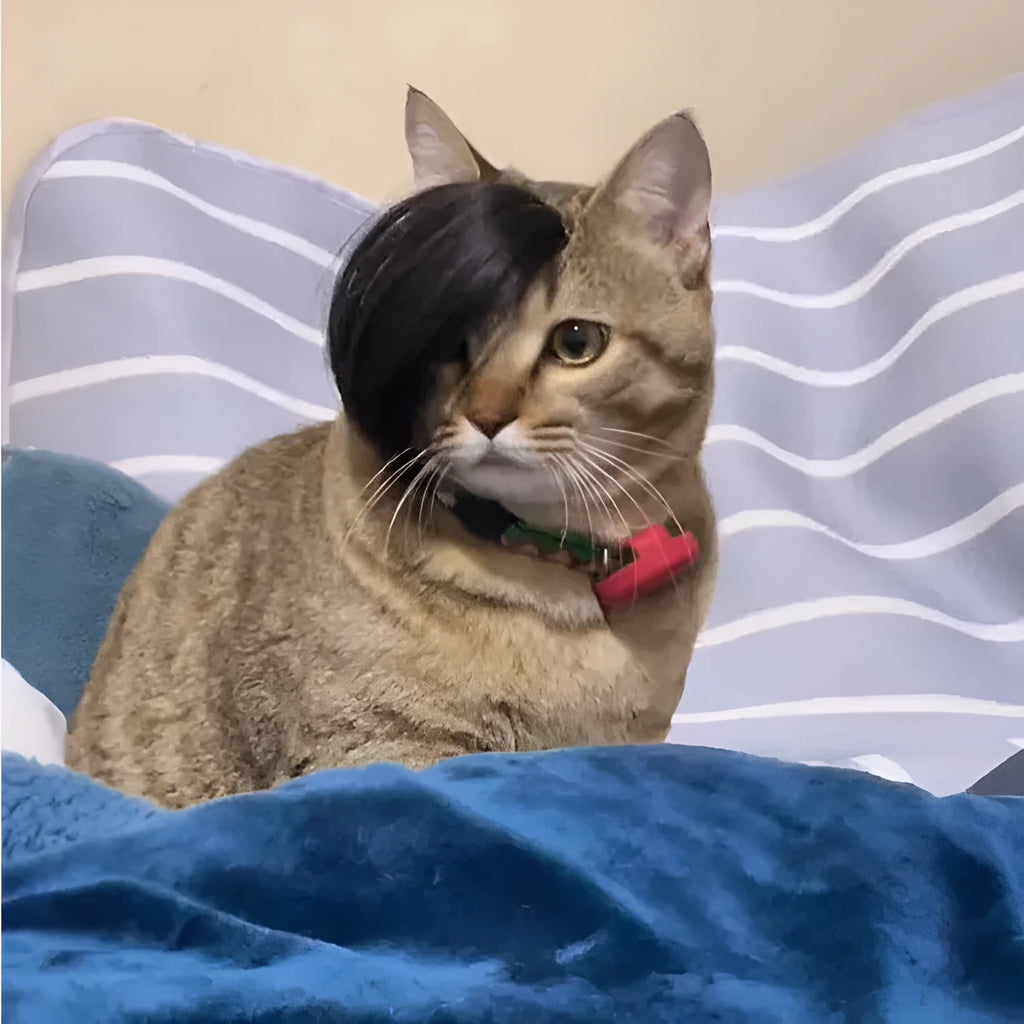 Black polyester cat wig with imitation braid for pet dress up