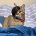 Black polyester cat wig with imitation braid for pet dress up