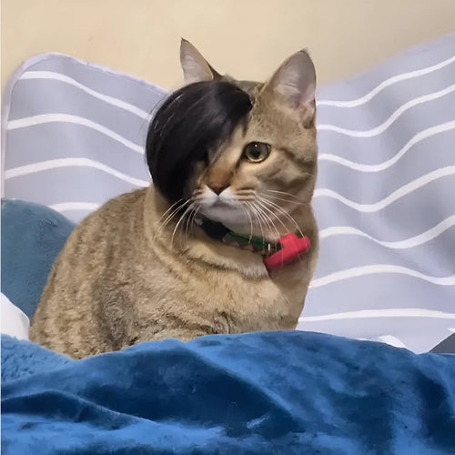 Black polyester cat wig with imitation braid for pet dress up