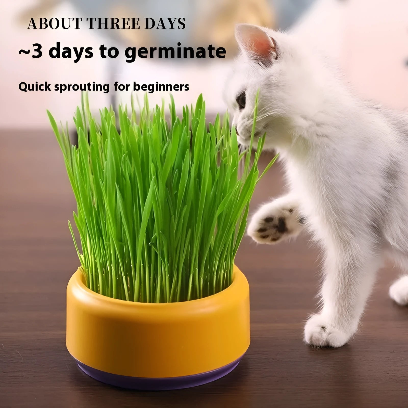 Blue, green, and yellow hydroponic cat grass kits with wheatgrass seeds on a white background.