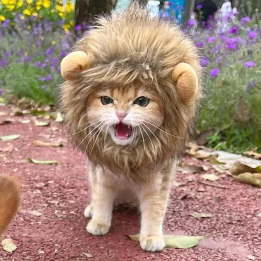 Lion mane wig costume with artificial hair on a cat, showing adjustable elastic band