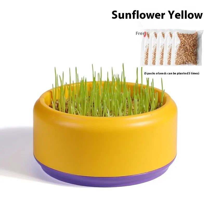 Blue, green, and yellow hydroponic cat grass kits with wheatgrass seeds on a white background.