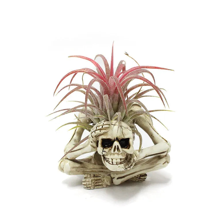 Gothic skull design resin bracket holding Tillandsia air plant with 7x8x12.5cm dimensions