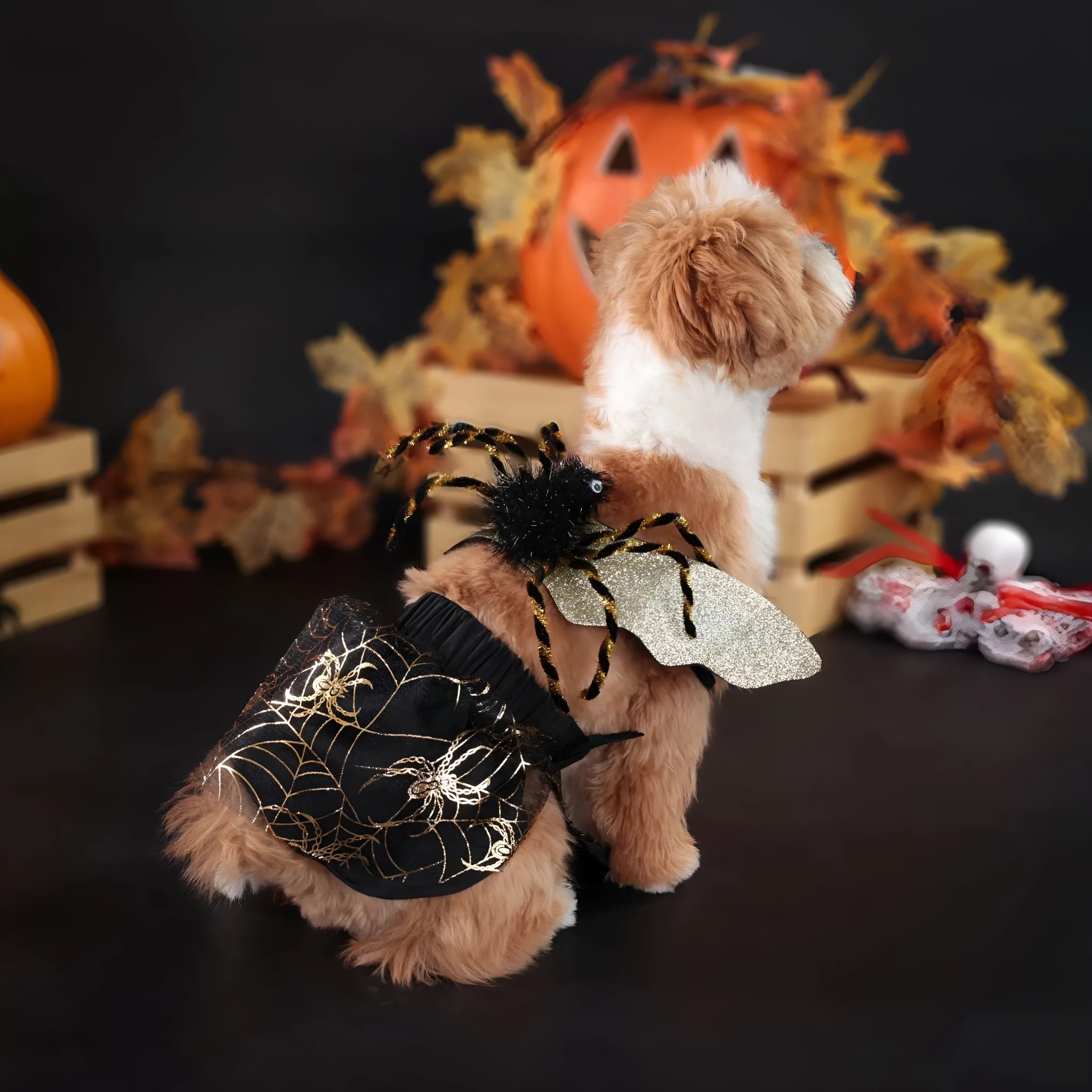 Halloween dog costume suit in colourful polyester material shown on a pet