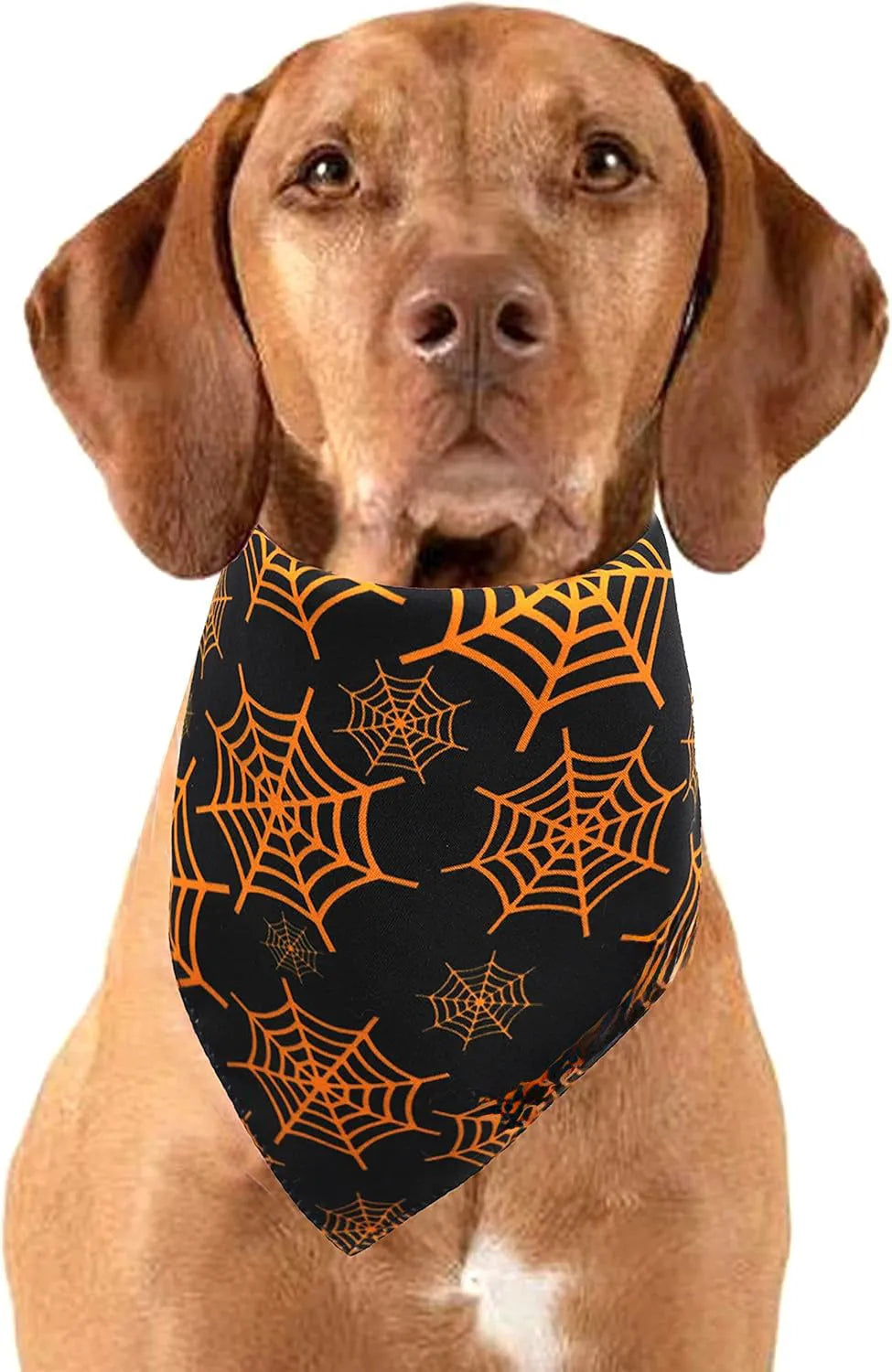 Black and orange reversible Halloween dog bandana with pumpkin and spider web patterns showing adjustable closure