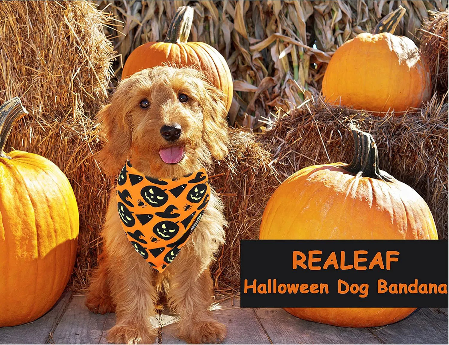 Black and orange reversible Halloween dog bandana with pumpkin and spider web patterns showing adjustable closure