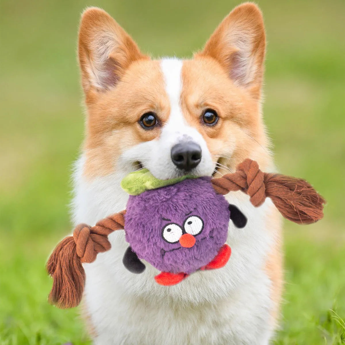 Green and purple plush rope knot dog toy with molar tooth texture for interactive tug play