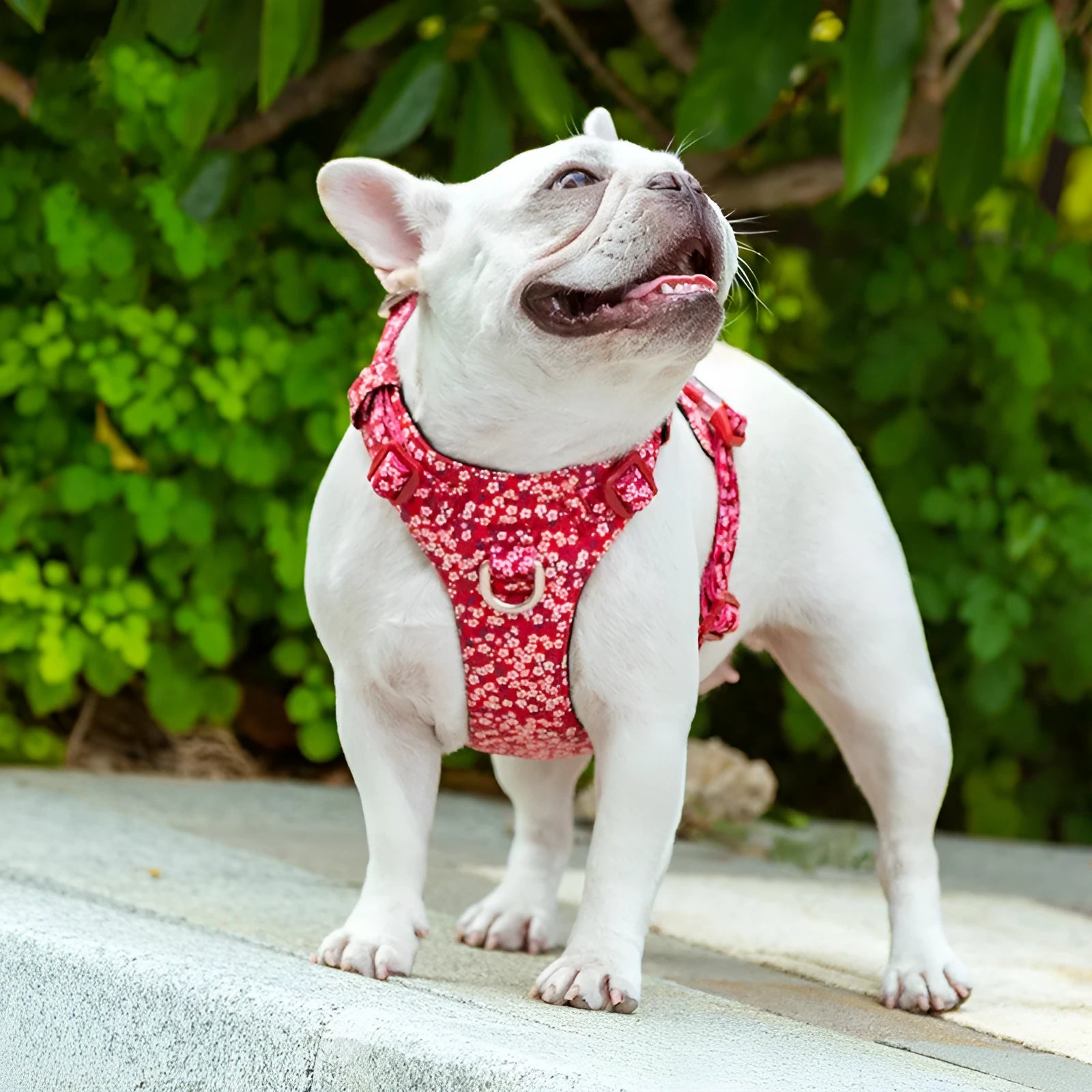 Pure cotton dog harness in a floral pattern, showing the chest strap and pull-resistant design.