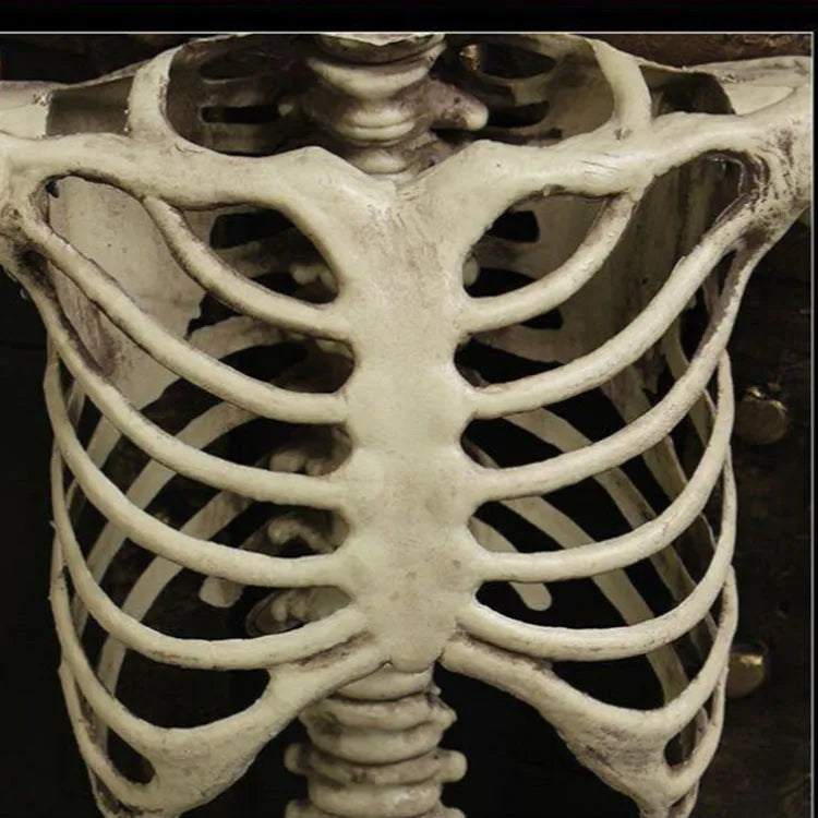 170cm tall white plastic human skeleton prop with articulated joints for posing