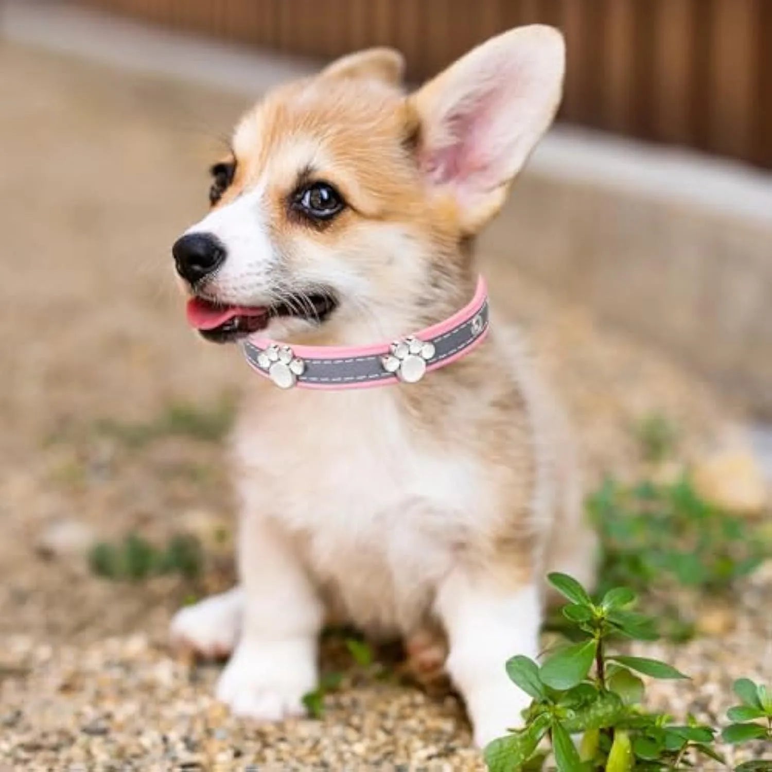 Adjustable leather dog collar with reflective stitching and metal paw print rivets