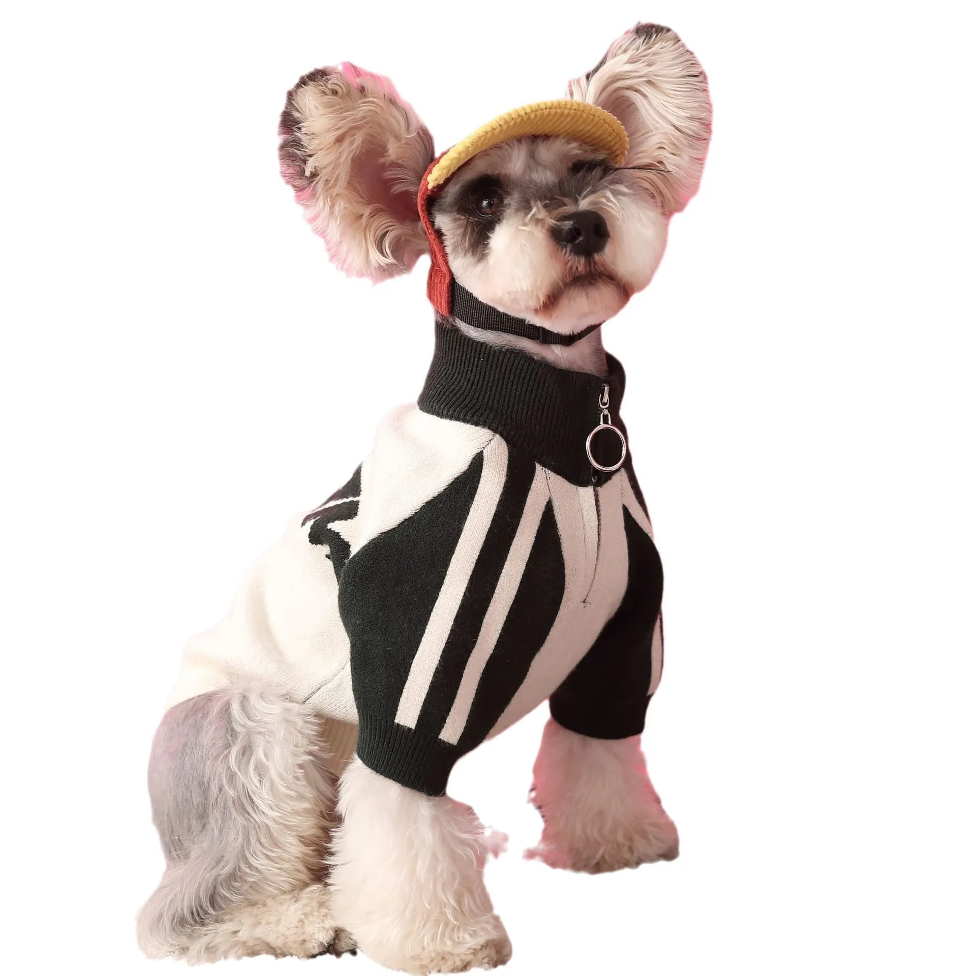 Red dog sports sweater cardigan on canine model showing wool fabric and front-opening design