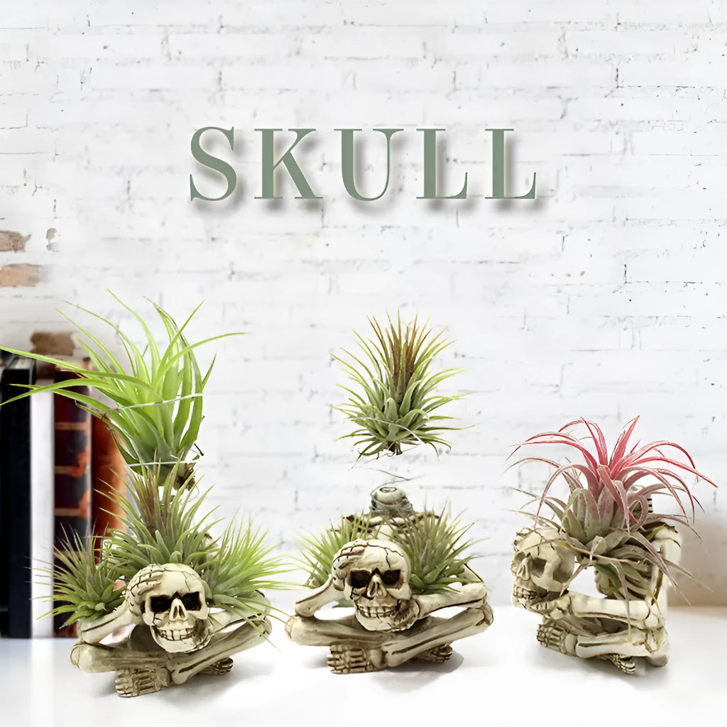 Gothic skull design resin bracket holding Tillandsia air plant with 7x8x12.5cm dimensions