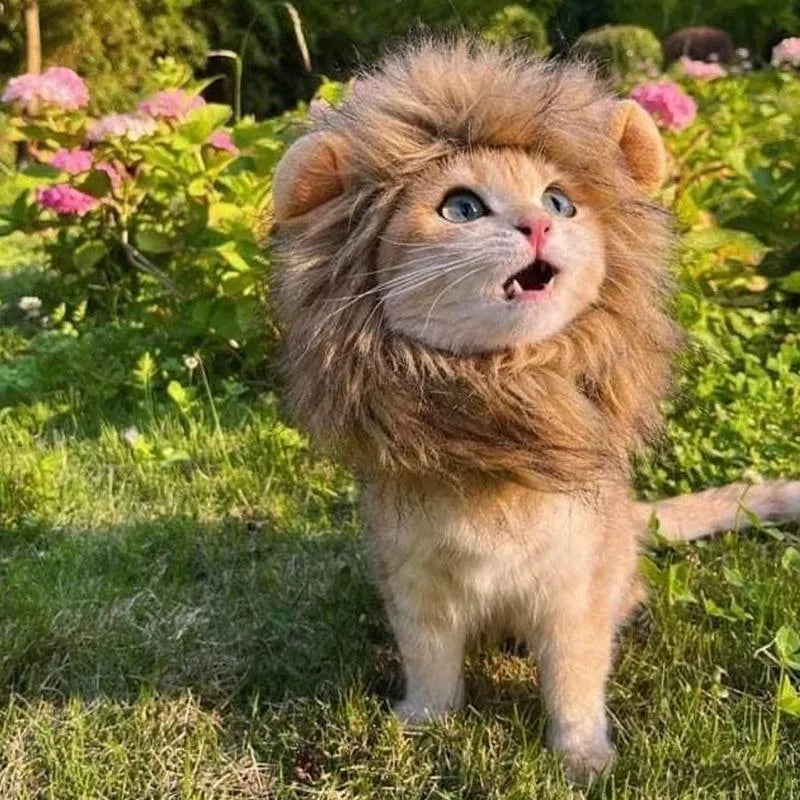 Lion mane wig costume with artificial hair on a cat, showing adjustable elastic band