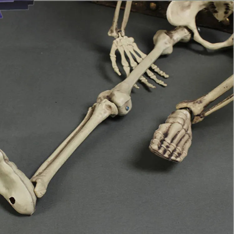 170cm tall white plastic human skeleton prop with articulated joints for posing