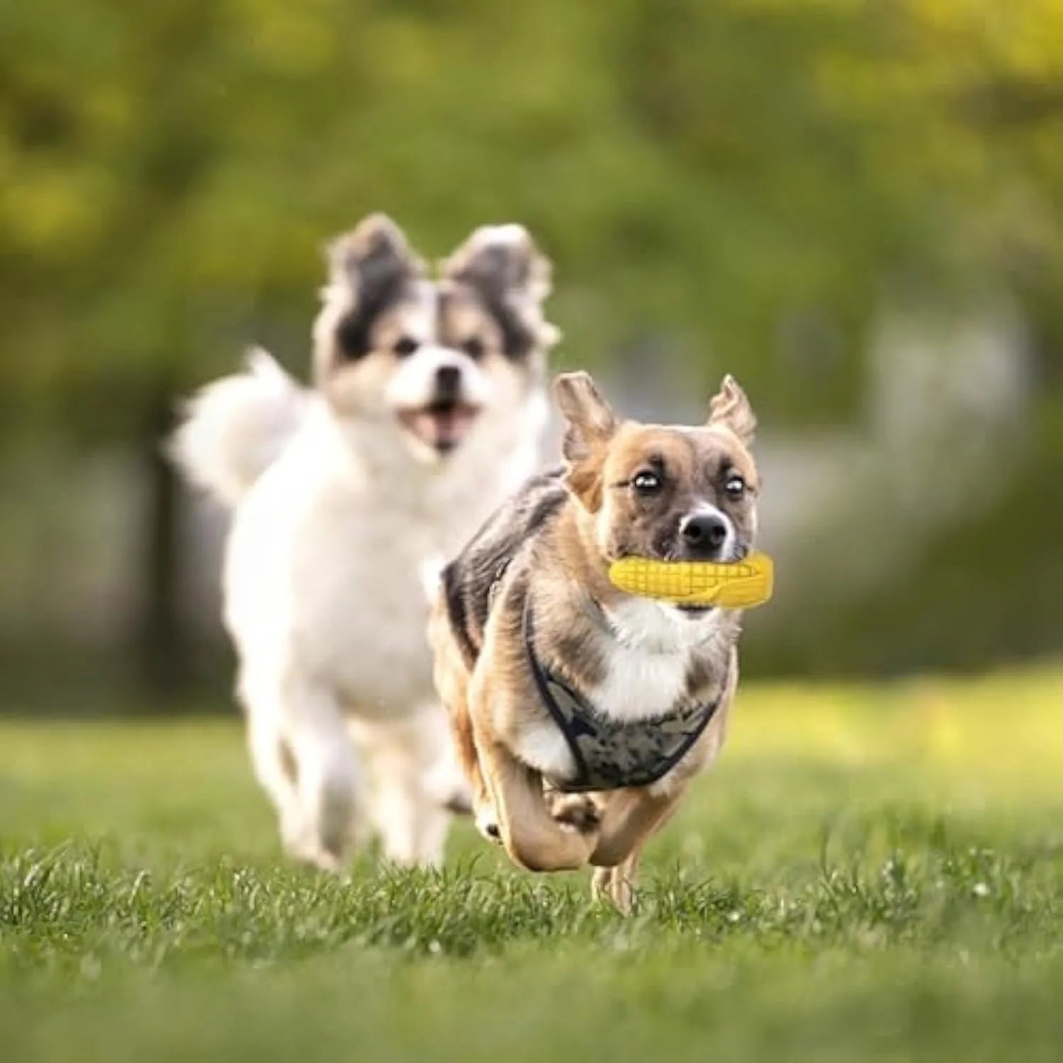 Blue and yellow corn-shaped durable dog chew toy with textured grooves for dental care.