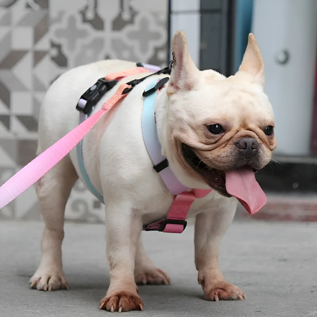 Gradient colour dog chest strap harness in four design options with secure chest and back fastening