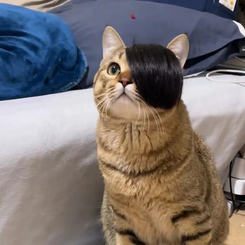 Black polyester cat wig with imitation braid for pet dress up