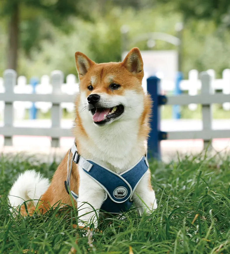 Adjustable mesh dog harness with reflective strips and metal D-ring in blue colour