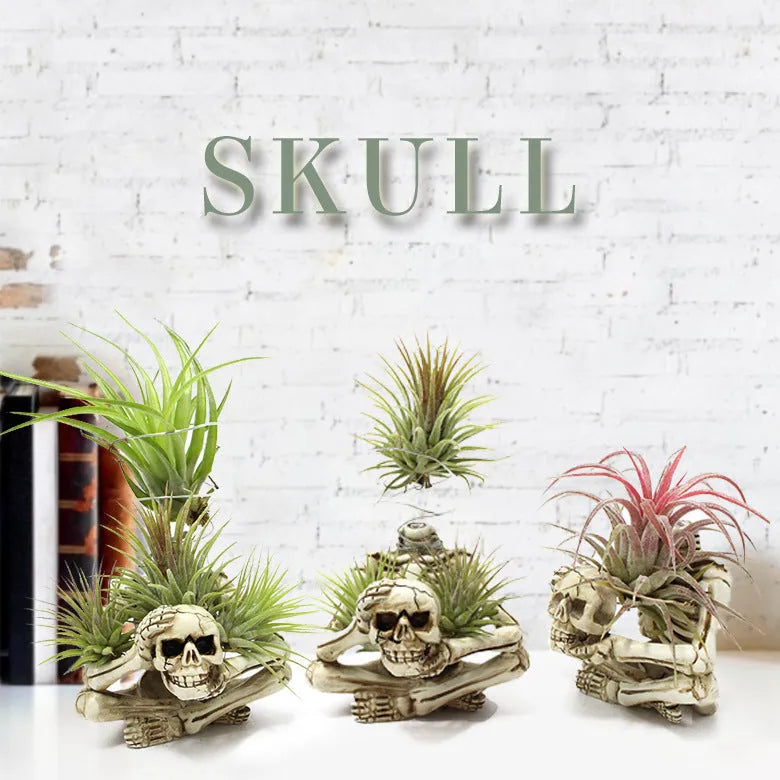 Gothic skull design resin bracket holding Tillandsia air plant with 7x8x12.5cm dimensions