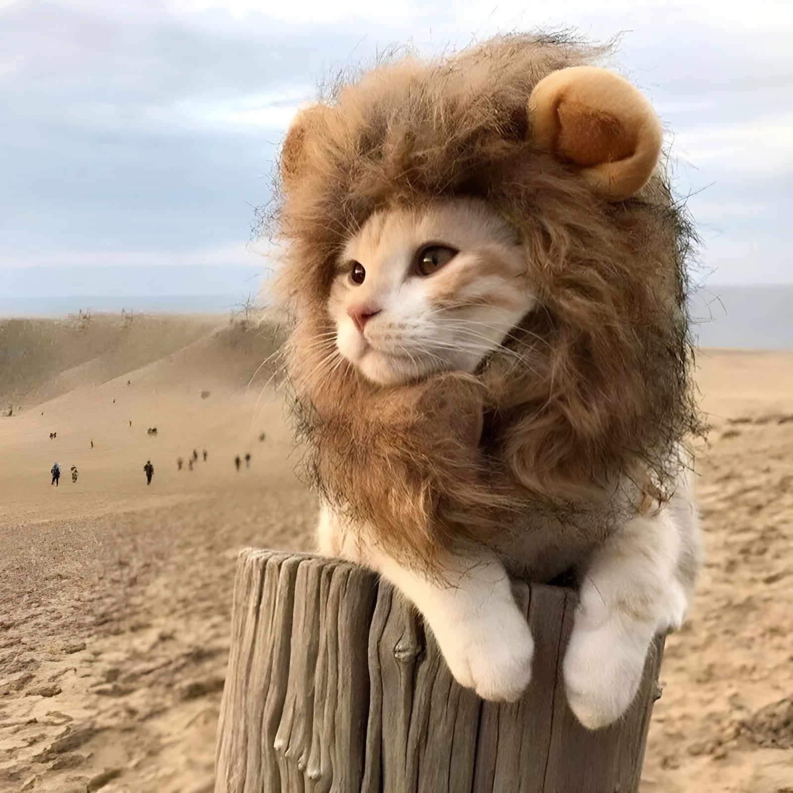 Lion mane wig costume with artificial hair on a cat, showing adjustable elastic band