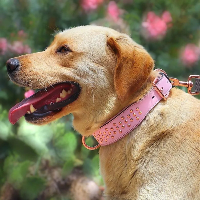 Leather dog collar in chocolate colour with visible rivets, shown on a large dog.