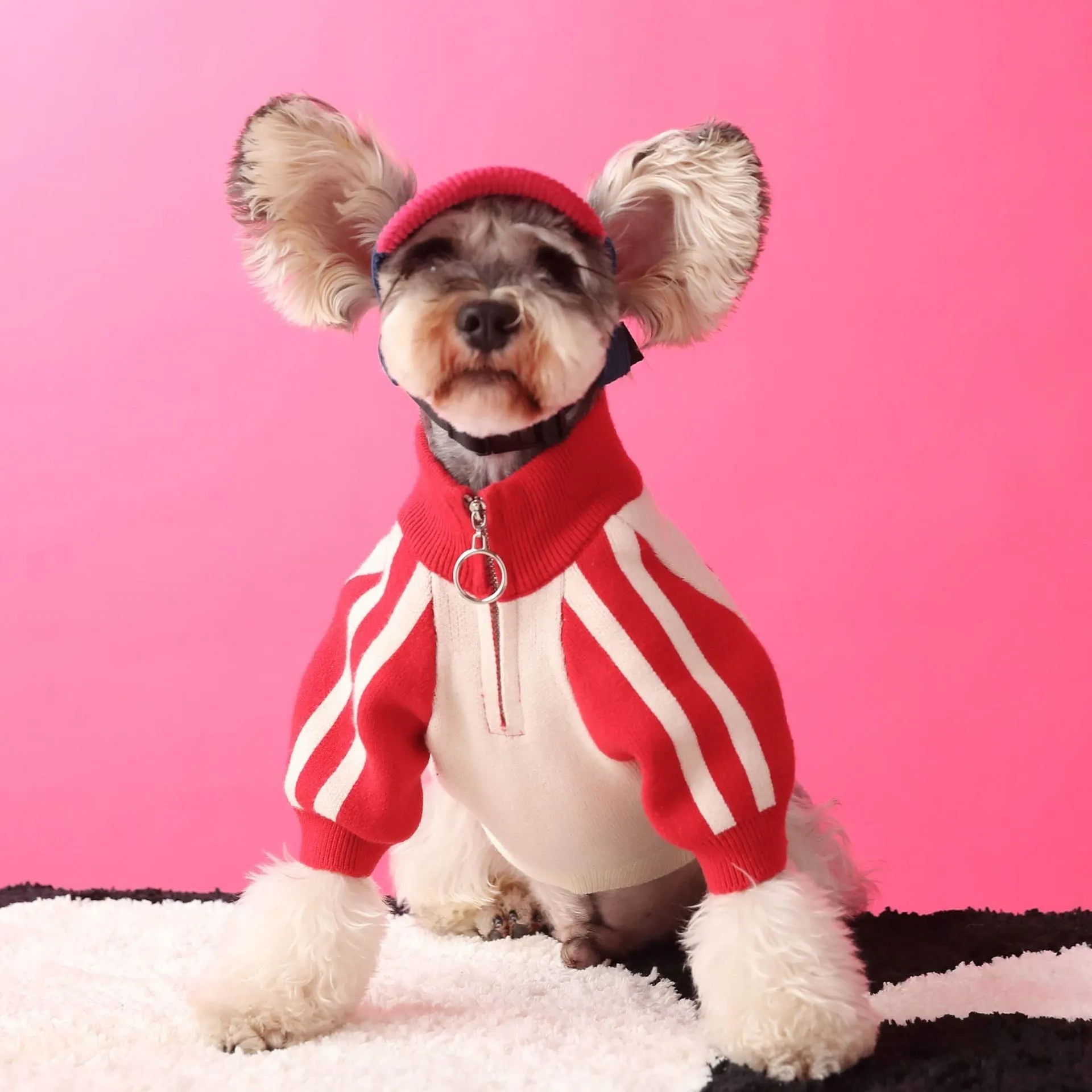 Red dog sports sweater cardigan on canine model showing wool fabric and front-opening design