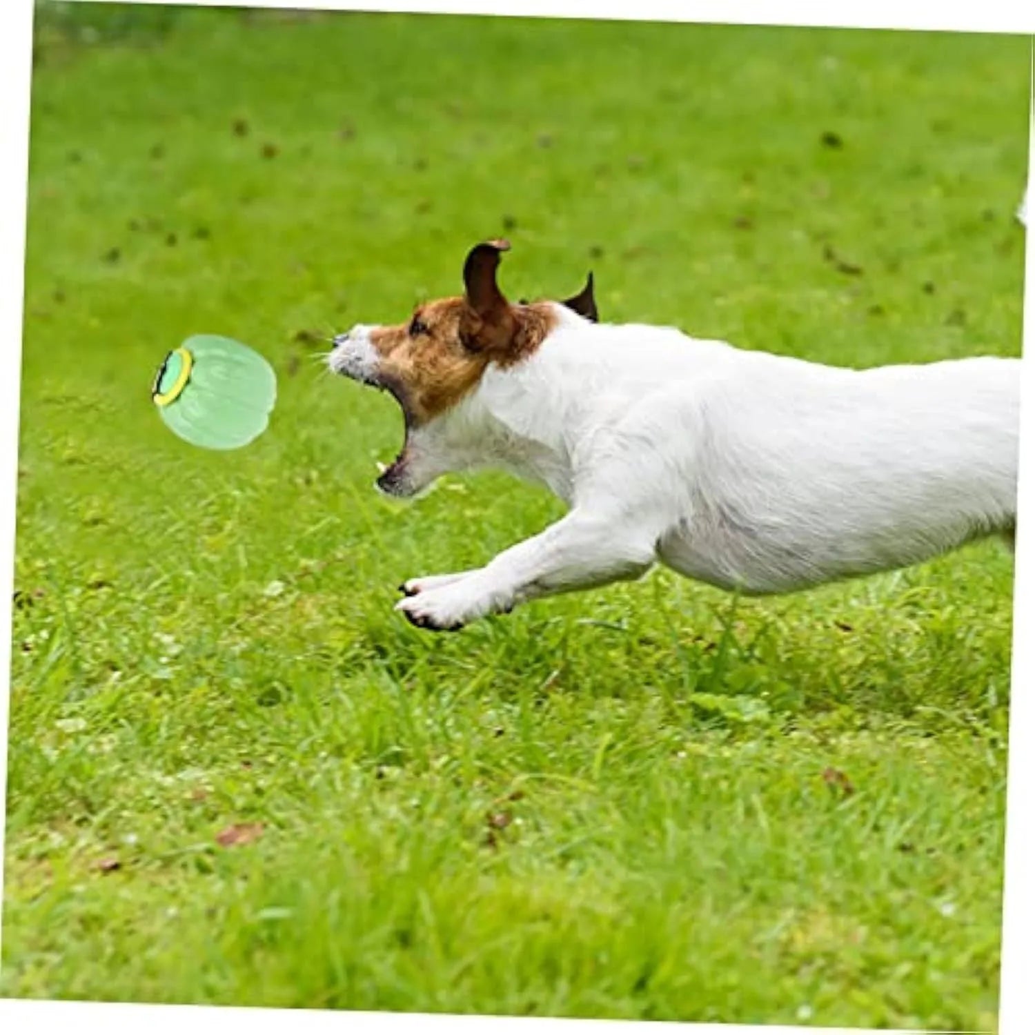 Green, orange, and yellow plastic pumpkin-shaped dog toy with squeaker for small dogs