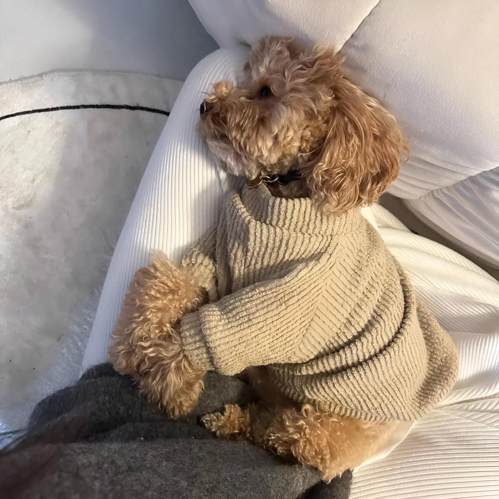 Brown cloth dog sweater pullover on a small dog, showing casual style.