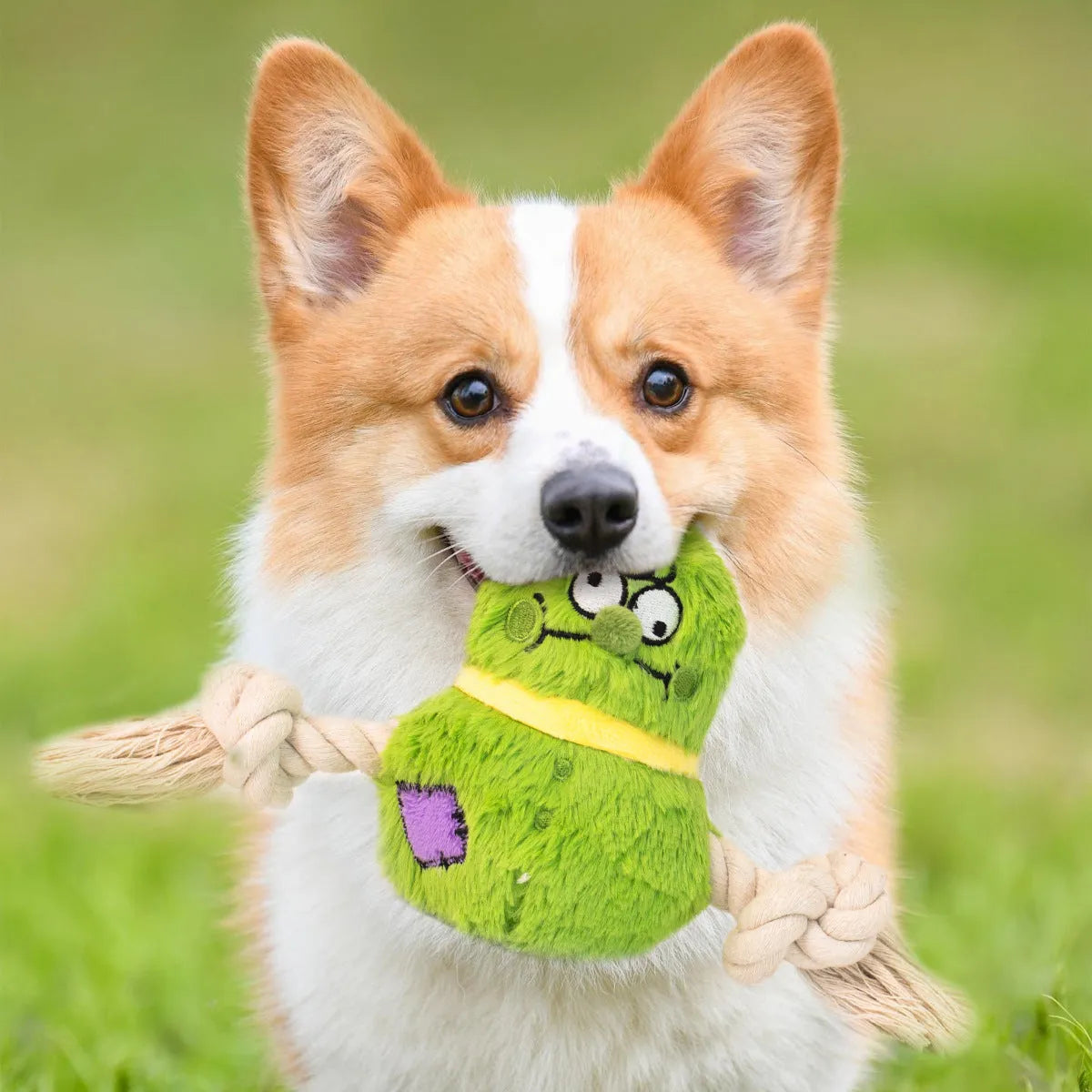 Green and purple plush rope knot dog toy with molar tooth texture for interactive tug play