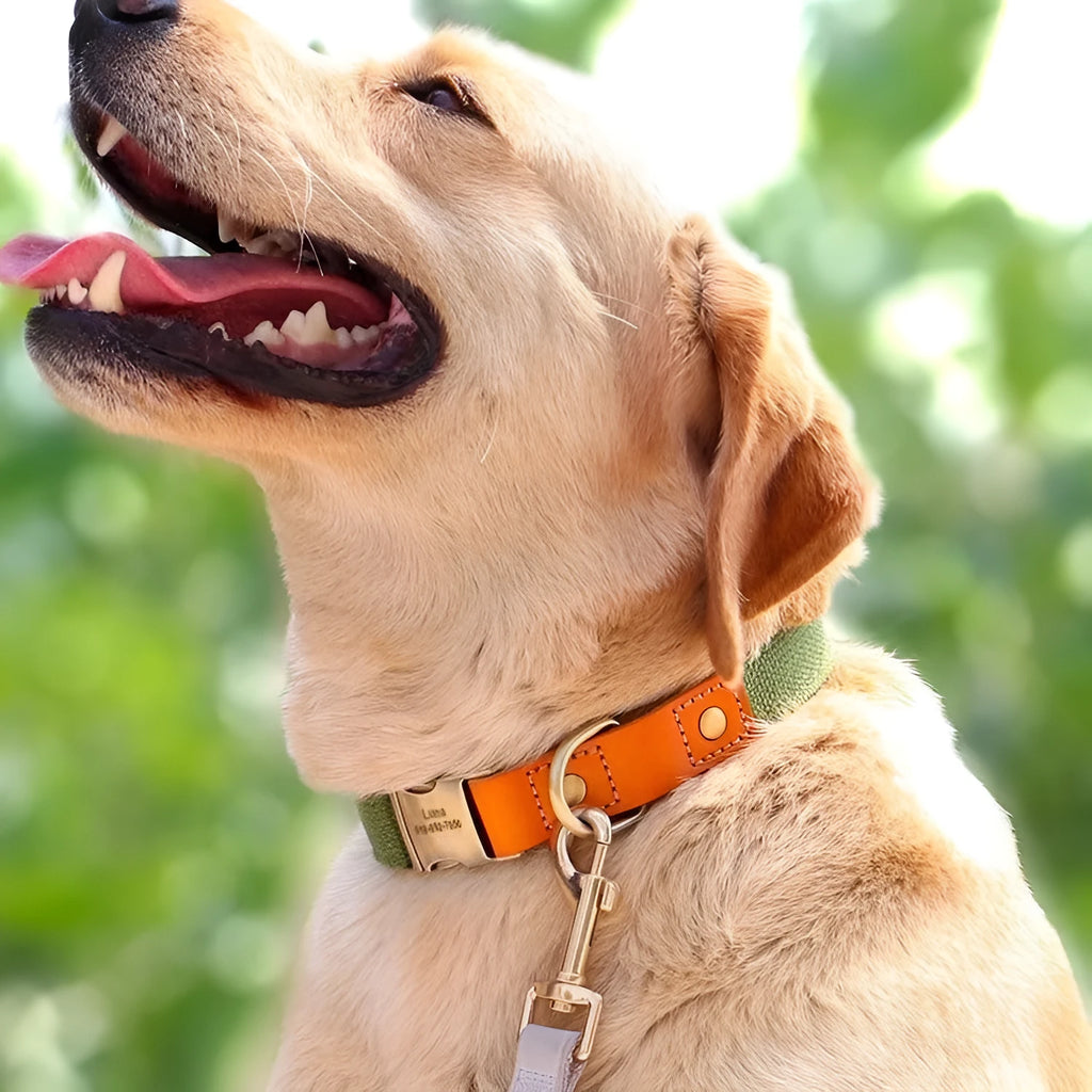 Small dog mohair collar and lead set in green with lettering, shown with sizes XS, S, M.