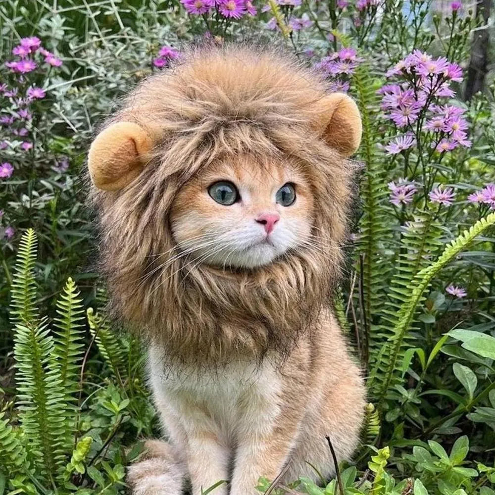 Lion mane wig costume with artificial hair on a cat, showing adjustable elastic band