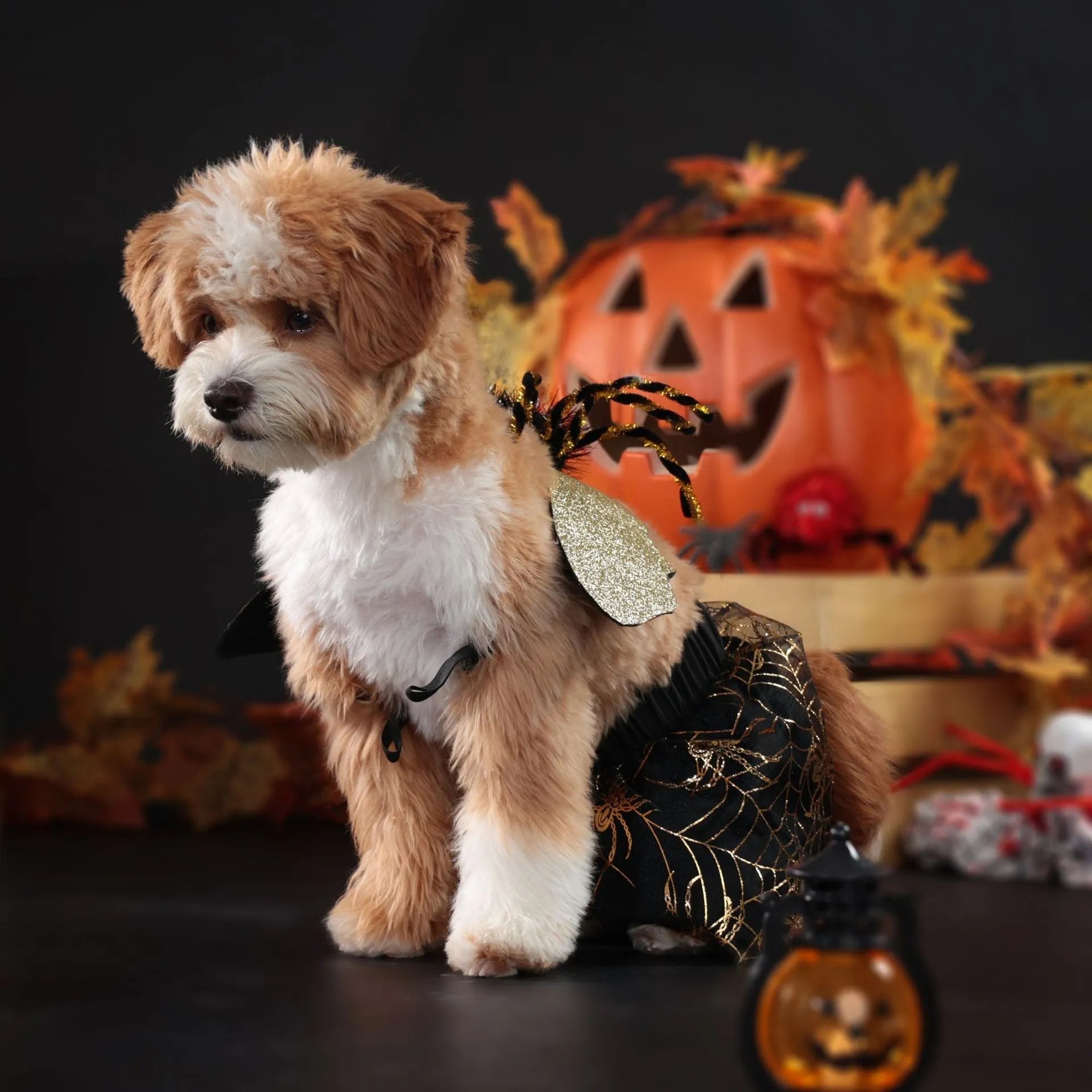 Halloween dog costume suit in colourful polyester material shown on a pet