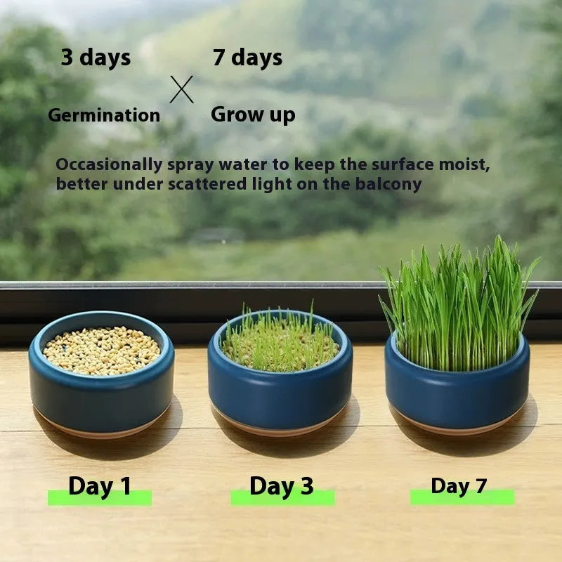 Blue, green, and yellow hydroponic cat grass kits with wheatgrass seeds on a white background.