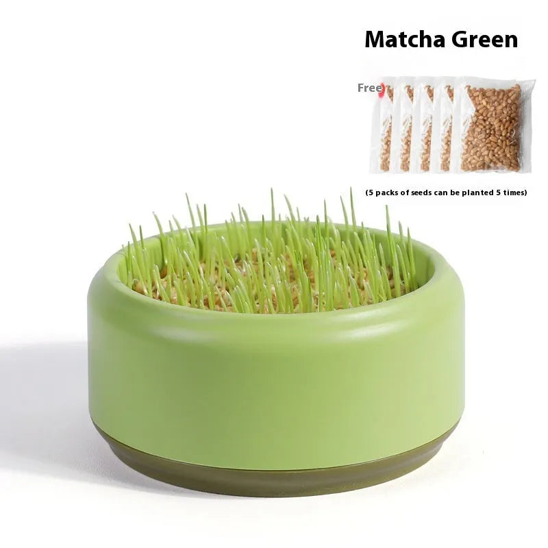 Blue, green, and yellow hydroponic cat grass kits with wheatgrass seeds on a white background.